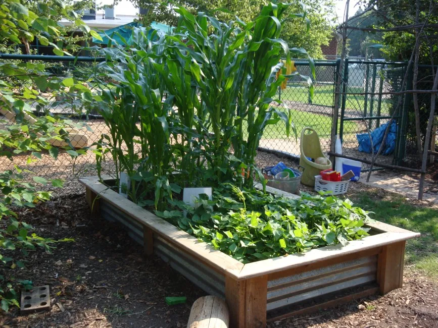 raised bed garden design pictures